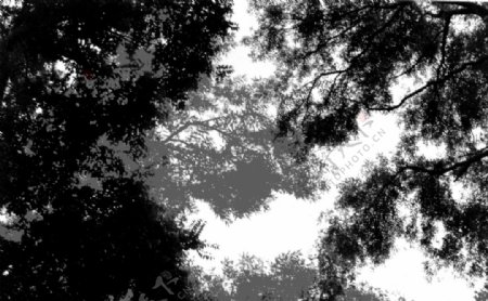 树黑白图片