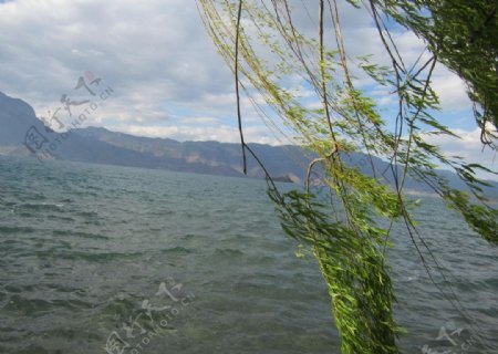 杨柳泸沽湖图片