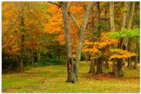 自然景观秋天大树树林图片