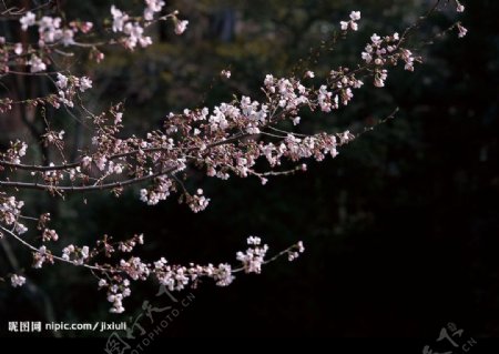 樱花林图片