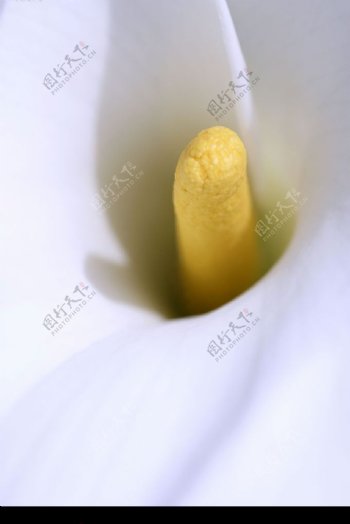 白色纯净花摄影图图片