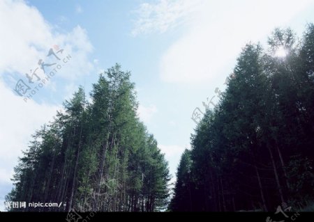 蓝天树林图片