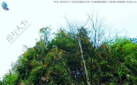 梅州客天下山岚红叶树图片