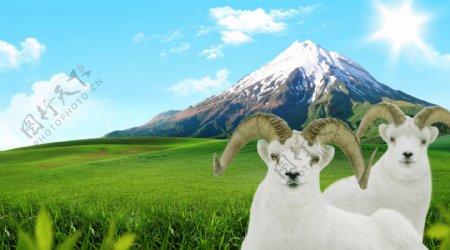 雪山藏羊图片