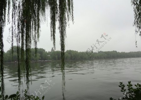 西湖柳图片