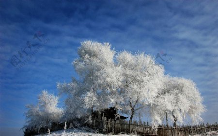 冬季冰雪雾凇图片