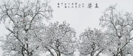 雪后多姿图片