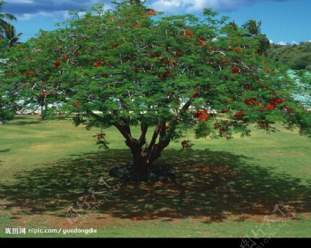 红花绿树近景图片