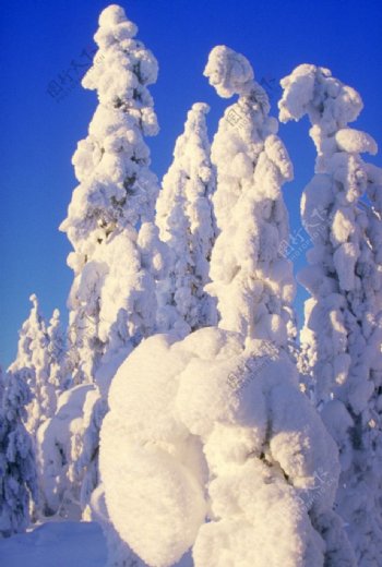雪松雪景图片