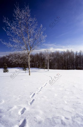 雪原的动物足迹图片