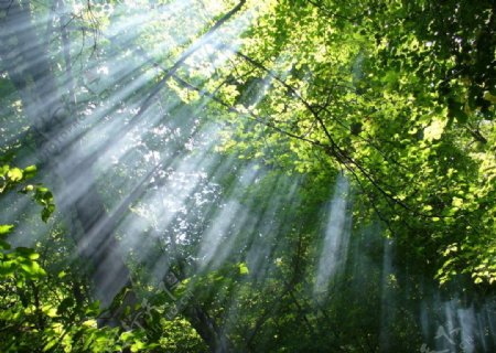 光芒闪烁的阳光透过树叶的阳光大自然的阳光树叶和光线图片