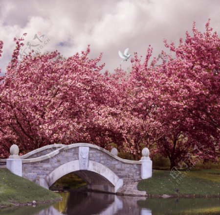 小桥旁的花树图片