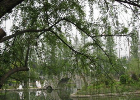 柳树和拱桥图片