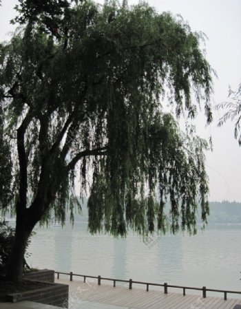 玄武湖垂柳图片
