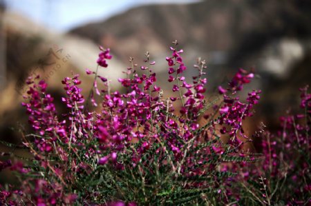 山花图片