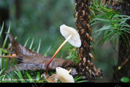 深山蘑菇图片
