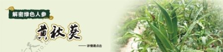 黄秋葵网站广告图图片