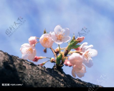 春暖花开图片