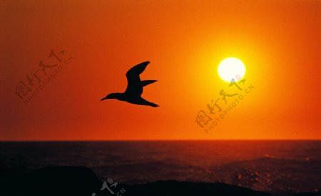 夕阳飞鸟图片