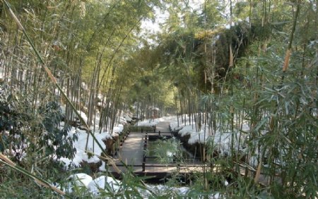 竹海雪景图片