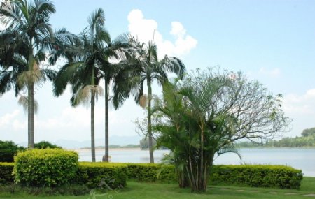 湖边棕榈树图片
