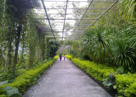 茂名森林公园长廊图片