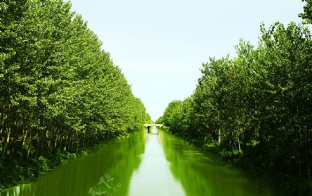 溪边两岸绿树阴图片