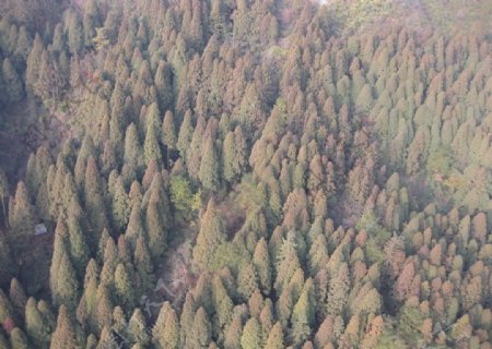 衡山树景图片
