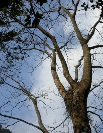 梧桐山的大树图片