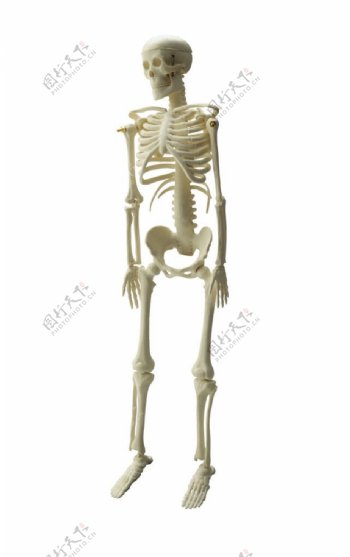人体骨架模型图片