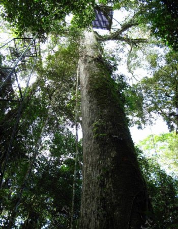 亚马逊热带雨林观鸟树图片