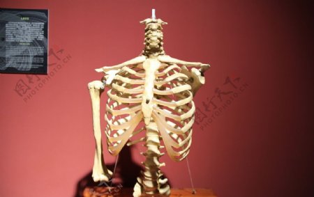 人体骨骼图片