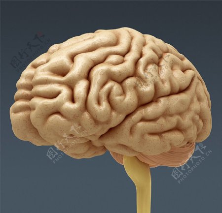 人体大脑素材图片