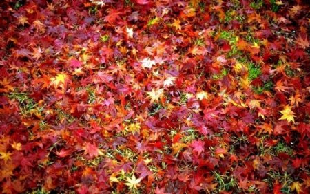红叶落叶图片