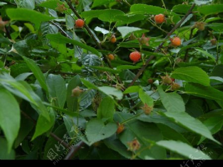 山野里的成熟野树莓图片