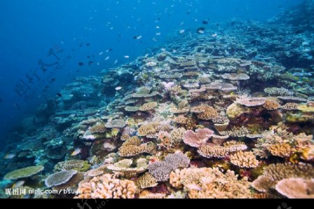 日本冲绳石垣岛的珊瑚礁图片
