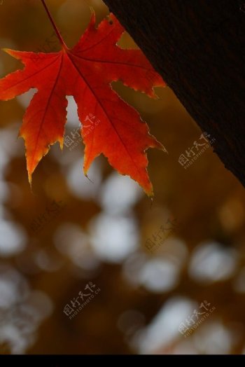 秋的红枫叶图片