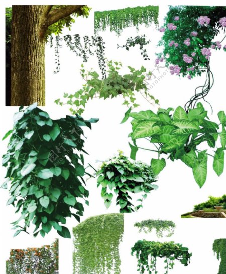 树藤花藤植物素材图片