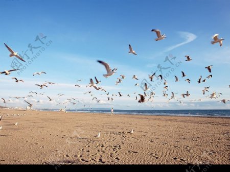 海边鸽子飞翔图片