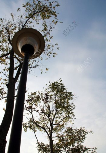 仰拍的树木和街灯图片