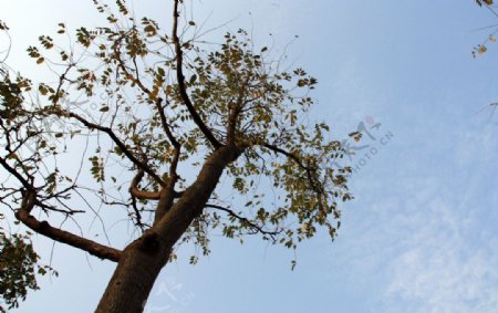树木和蓝天图片