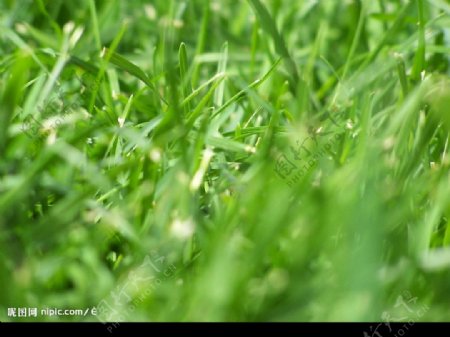 绿草萋萋图片