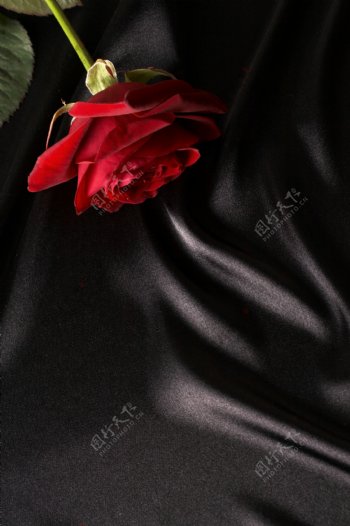 黑色绸缎一朵玫瑰图片