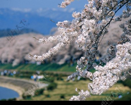 春暖花开图片