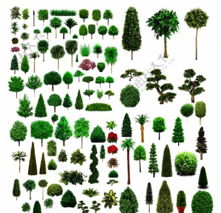 园林植物图片