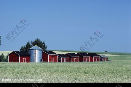 荷兰农家图片