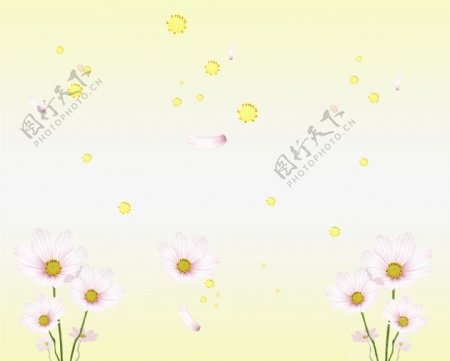黄蕊白菊图片