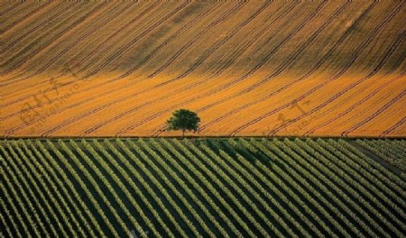 法国白兰地产地柯纳克的田园风景图片