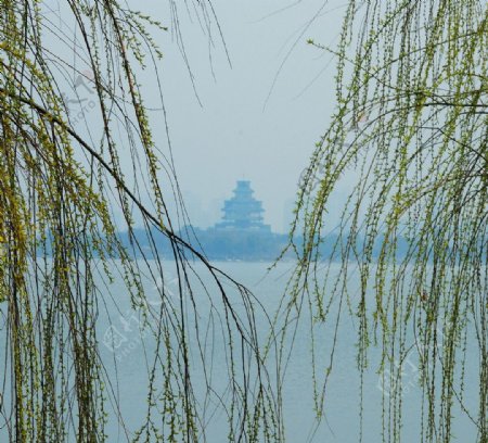 金鸡湖之春图片