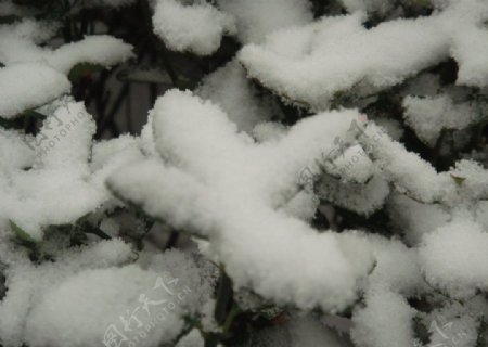 雪中绿叶图片